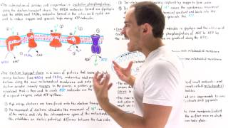 Metabolism  Mobilization of Triglycerides [upl. by Htebsil]