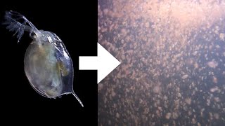 How I Culture Daphnia [upl. by Haynes]