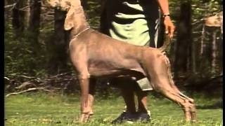 Weimaraner  AKC Dog Breed Series [upl. by Ettenna980]