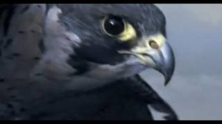 Peregrine Falcon Sky Dive  Inside the Perfect Predator  BBC [upl. by Onitnevuj929]