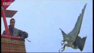 Birds  peregrine falcon dives at 180 mph  Ultimate Killers  BBC wildlife [upl. by Airahs]