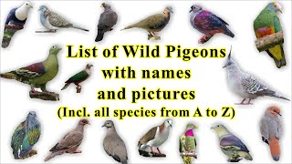 List of Wild Pigeon all 344 species with names and images [upl. by Aracaj]