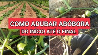 Como ADUBAR ABÓBORA do início até o final colheita de sucesso [upl. by Ayeka]