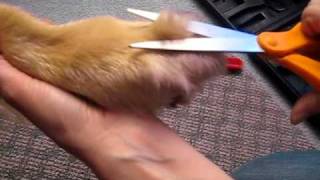 How to Trim Your Dogs Feet [upl. by Aretse]