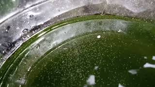 DAPHNIA MOINA CULTURE IN A SMALL BUCKET [upl. by Nilok]