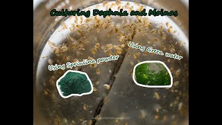 How To Culture Daphnia and Moinas using Green Water Spirulina powder [upl. by Cozza332]