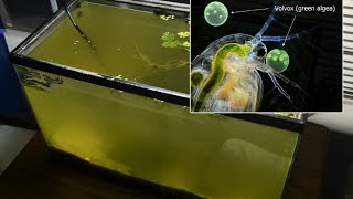 Raising Daphnia for the Freshwater Aquarium [upl. by Arehs]