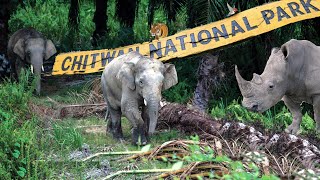 Nepal Chitwan National Park Full Tour Information  Sagar Chhetri [upl. by Sheryl]