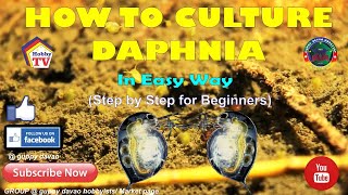 HOW TO CULTURE DAPHNIA In Easy Way [upl. by Coe211]